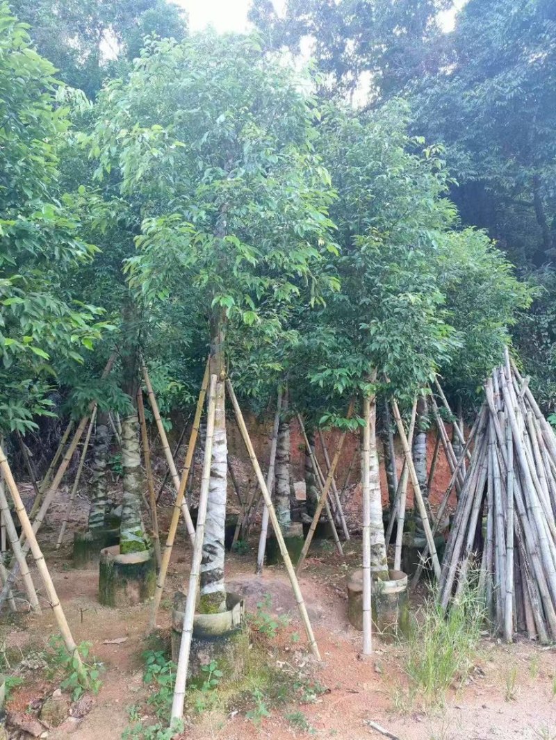 天竺桂阴香12公分