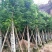 天竺桂阴香12公分