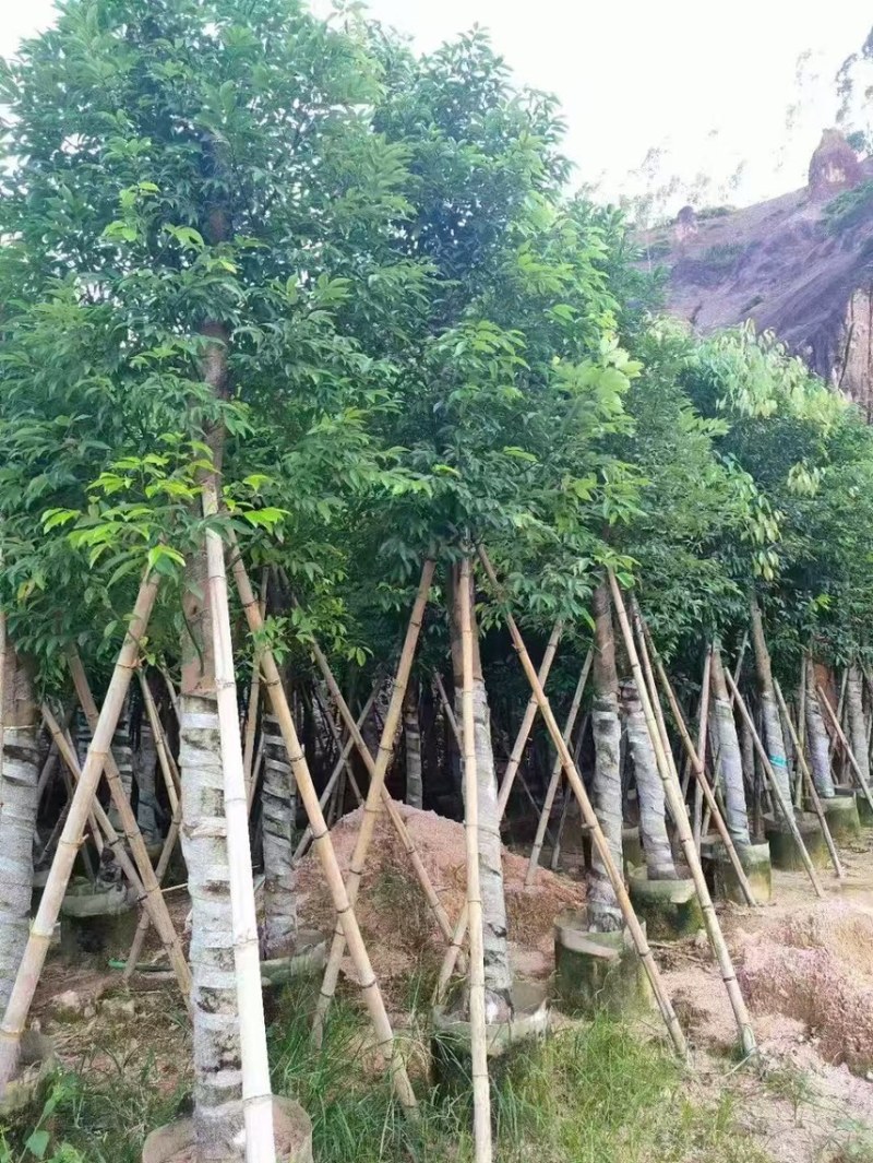 天竺桂阴香12公分