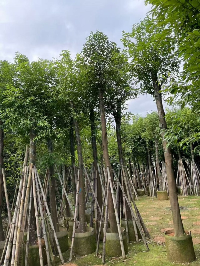 天竺桂阴香12公分