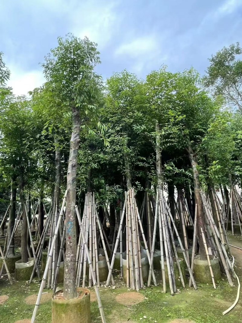 天竺桂阴香12公分
