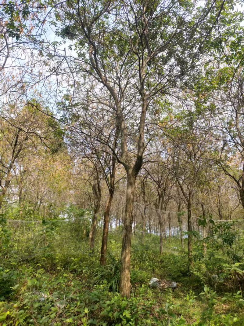 黄花风铃木16公分原生地苗