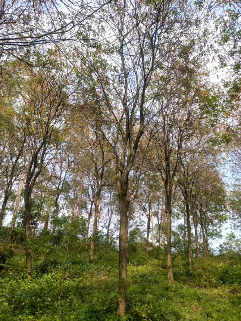 黄花风铃木16公分原生地苗