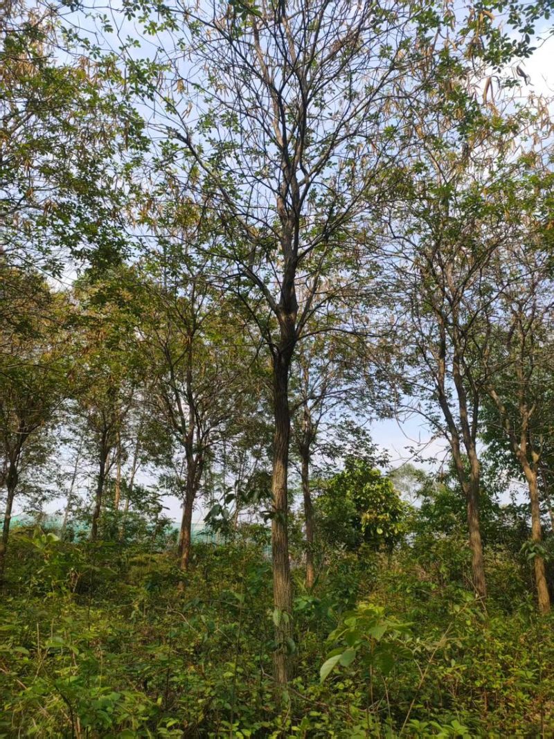 黄花风铃木16公分原生地苗