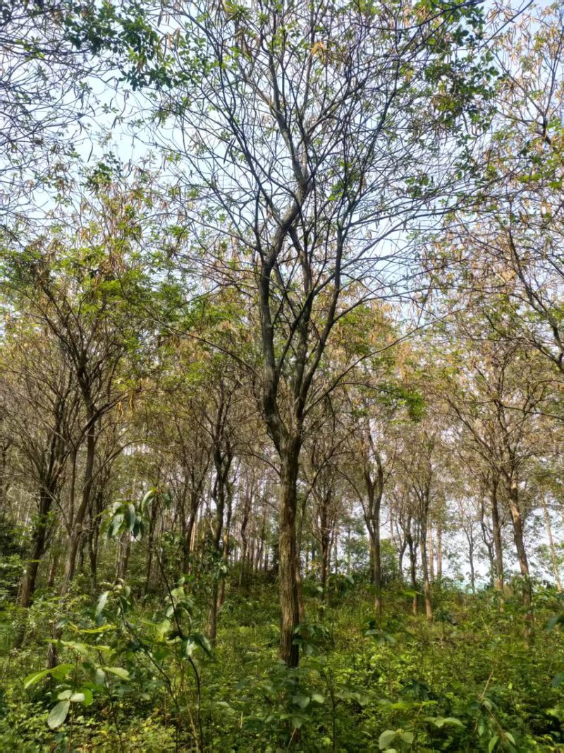 黄花风铃木16公分原生地苗