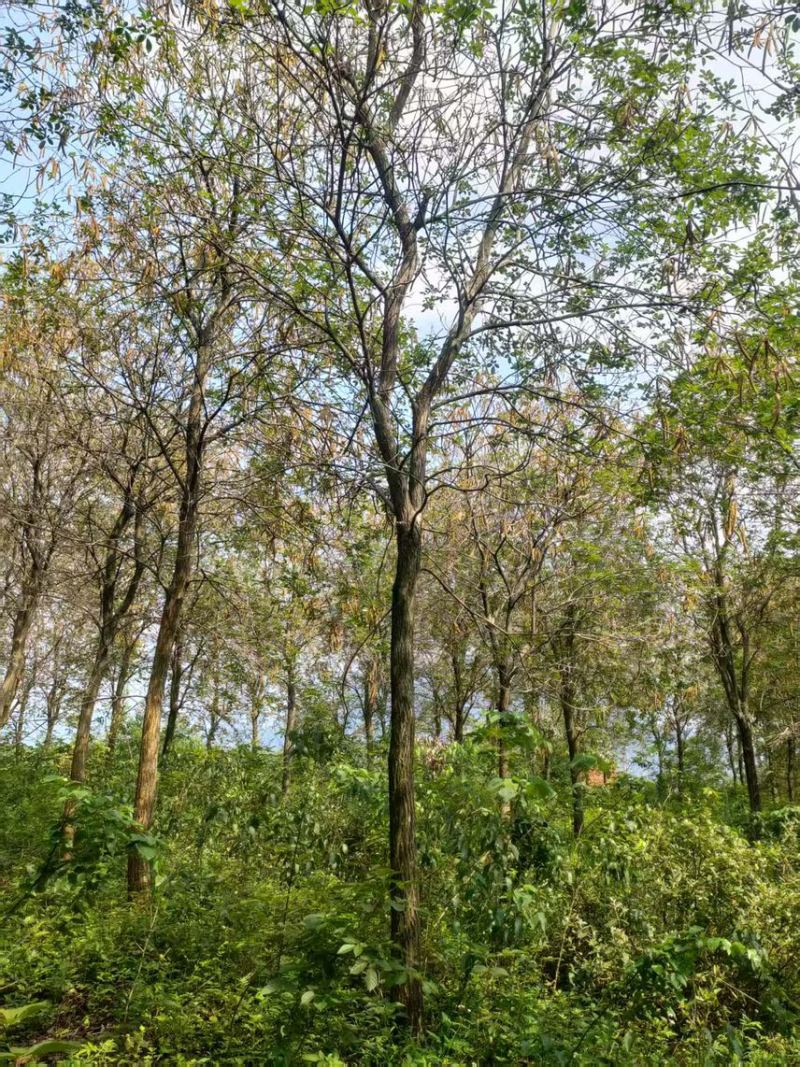 黄花风铃木16公分原生地苗