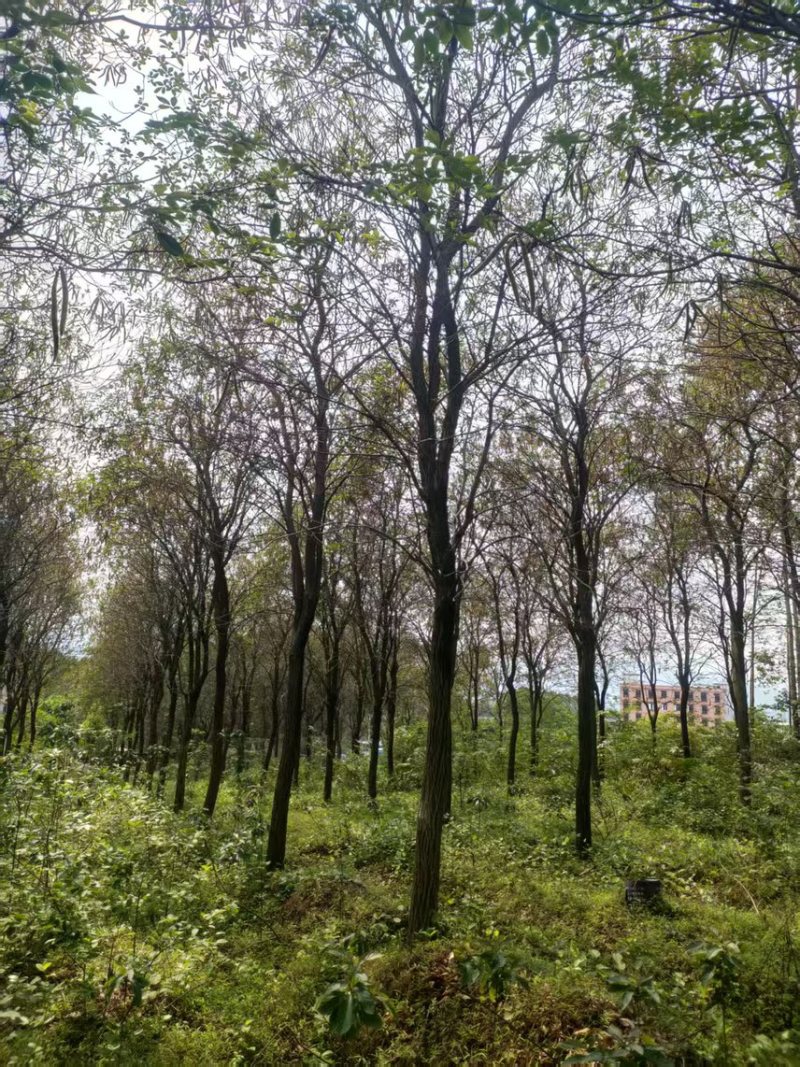 黄花风铃木16公分原生地苗