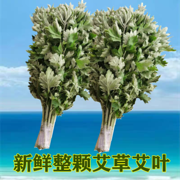 艾草批发，新鲜艾草