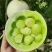 精品玉菇甜瓜大量上市冰淇淋玉菇品质保证量大从优