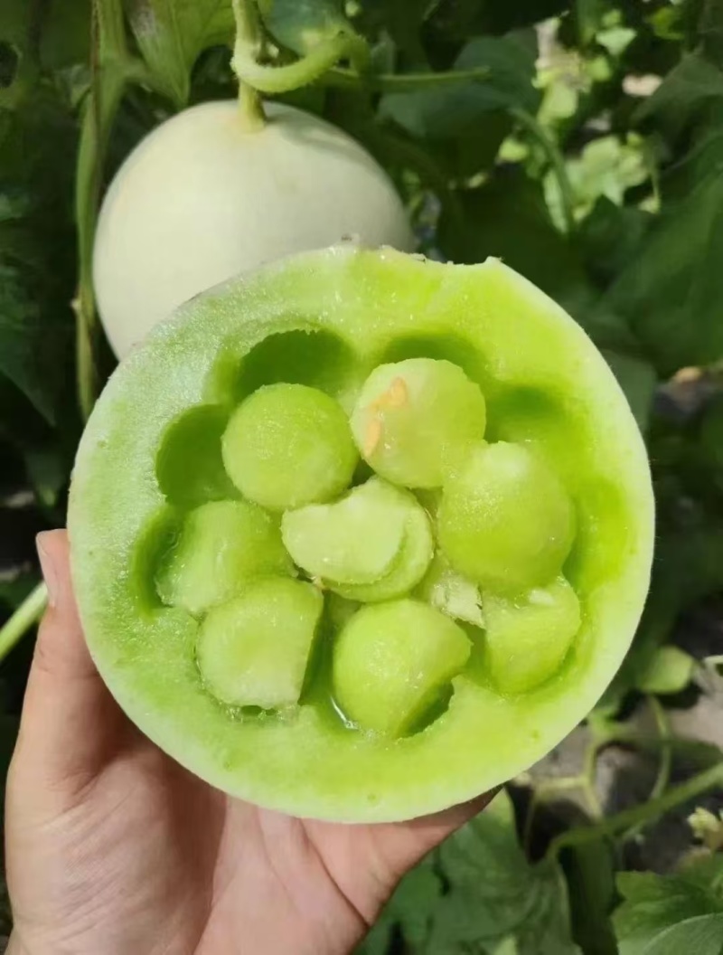 精品玉菇甜瓜大量上市冰淇淋玉菇品质保证量大从优