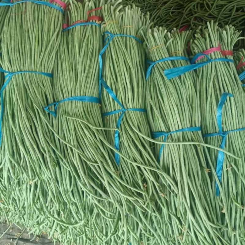 绿龙长豆角，白豆角，产地大量供应，需要的老板联系
