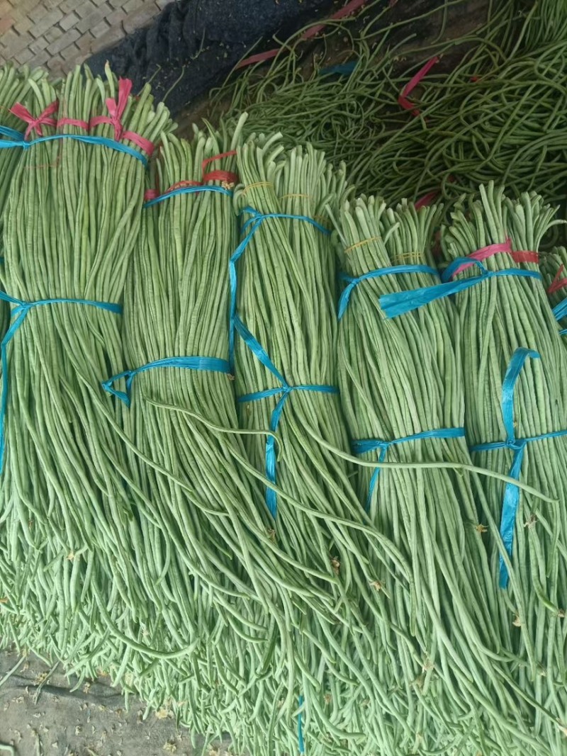 绿龙长豆角，白豆角，产地大量供应，需要的老板联系