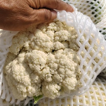 菜花大量上市需要联系我