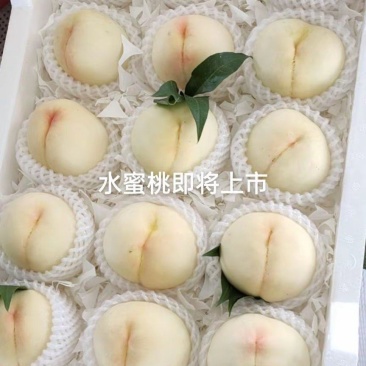 新沂白凤即将上市量大欢迎老板来电合作一手货源