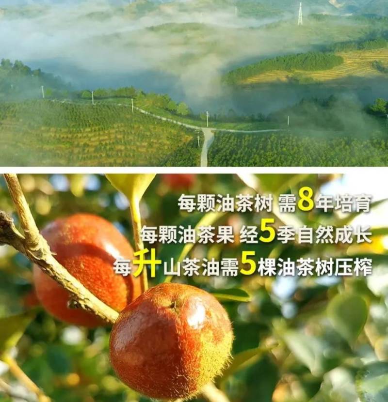 精品山茶油货源充足大优质量保证诚心经营欢迎咨询