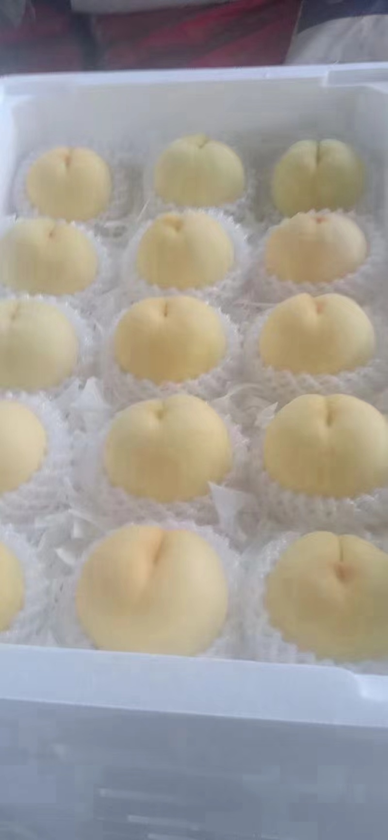 新沂白凤即将上市量大欢迎老板来电合作一手货源