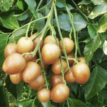 黑金刚黄皮果大量有欢迎预定口甜甜多汁