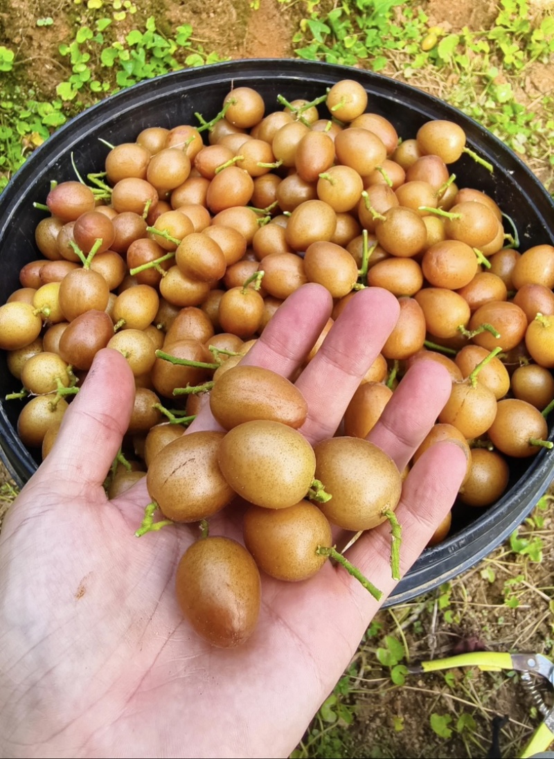 黑金刚黄皮果大量有欢迎预定口甜甜多汁