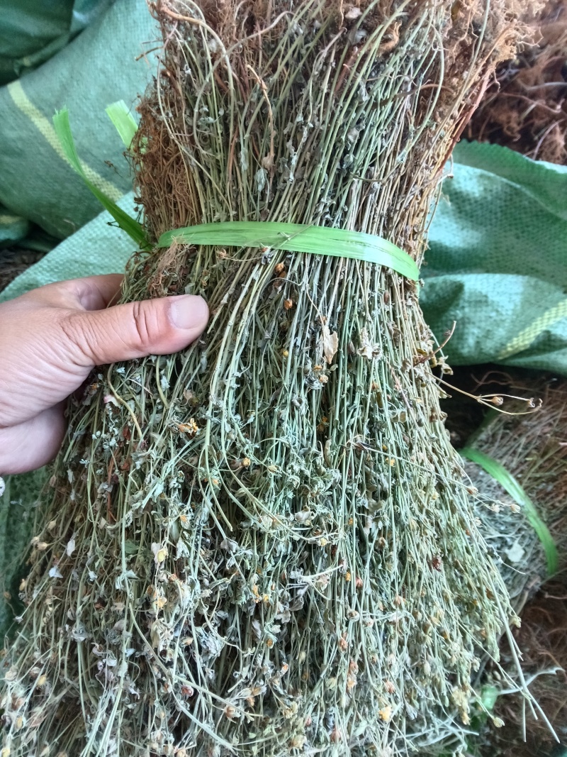云南本地野生田基黄无硫***地耳草黄花草一手货源