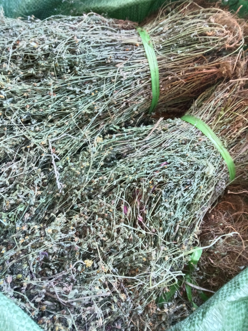 云南本地野生田基黄无硫***地耳草黄花草一手货源