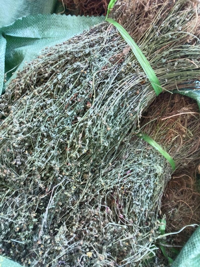 云南本地野生田基黄无硫***地耳草黄花草一手货源