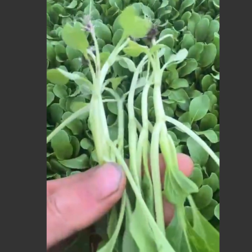鸡毛菜需要的老板联系长期供应
