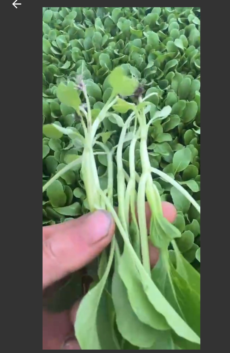 鸡毛菜需要的老板联系长期供应