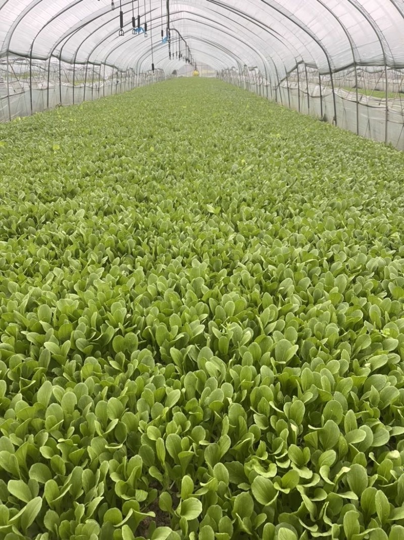鸡毛菜需要的老板联系长期供应
