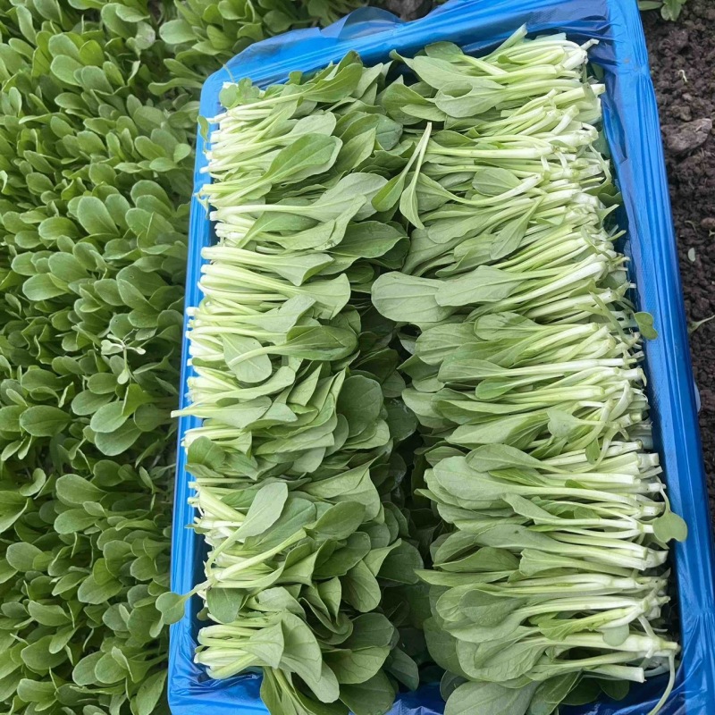 鸡毛菜需要的老板联系长期供应