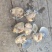 花蛤莆田本地同城花蛤本地精品花蛤