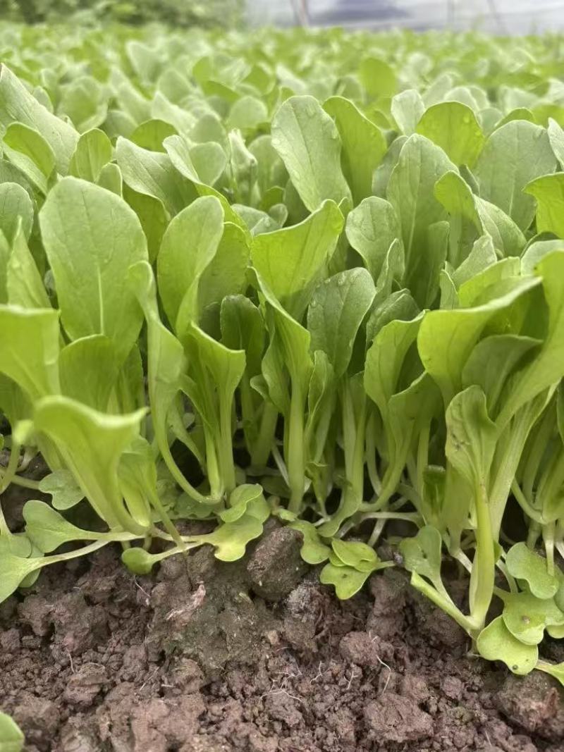 精品毛毛菜需要联系