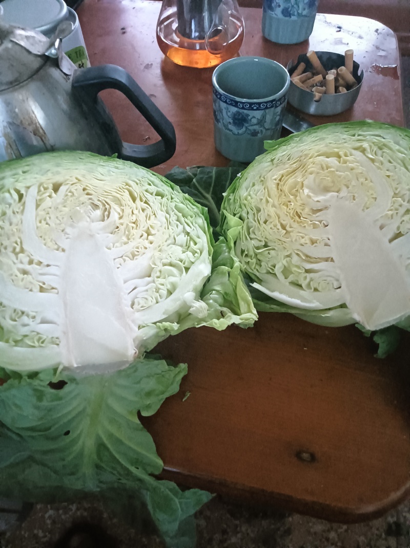 甘蓝