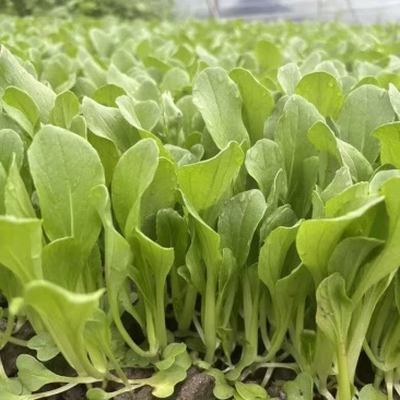 精品毛毛菜需要联系