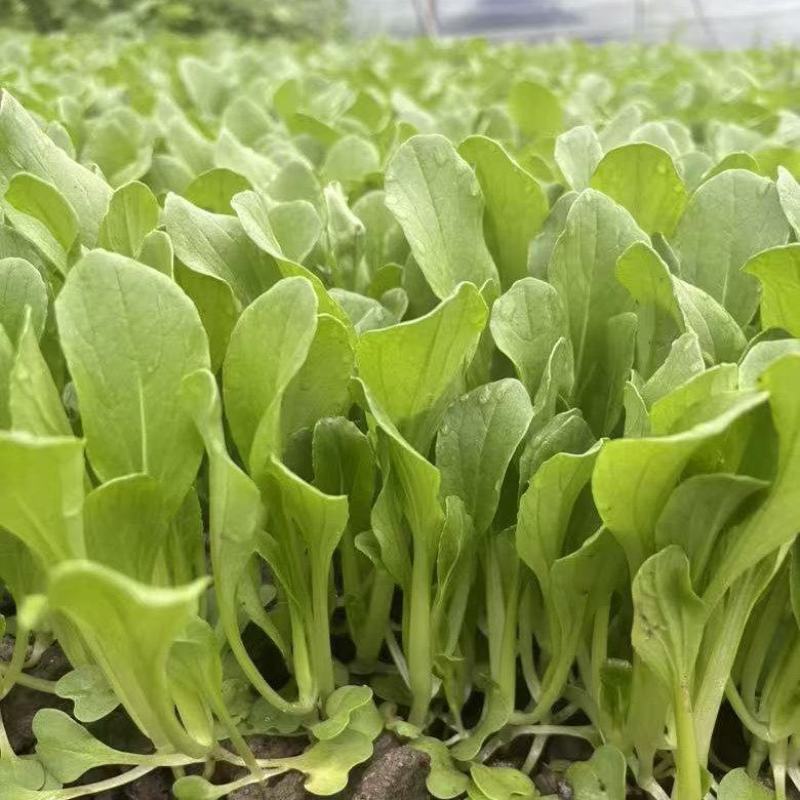 精品毛毛菜需要联系
