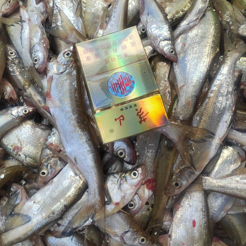 开肚白条鱼，5公斤一板