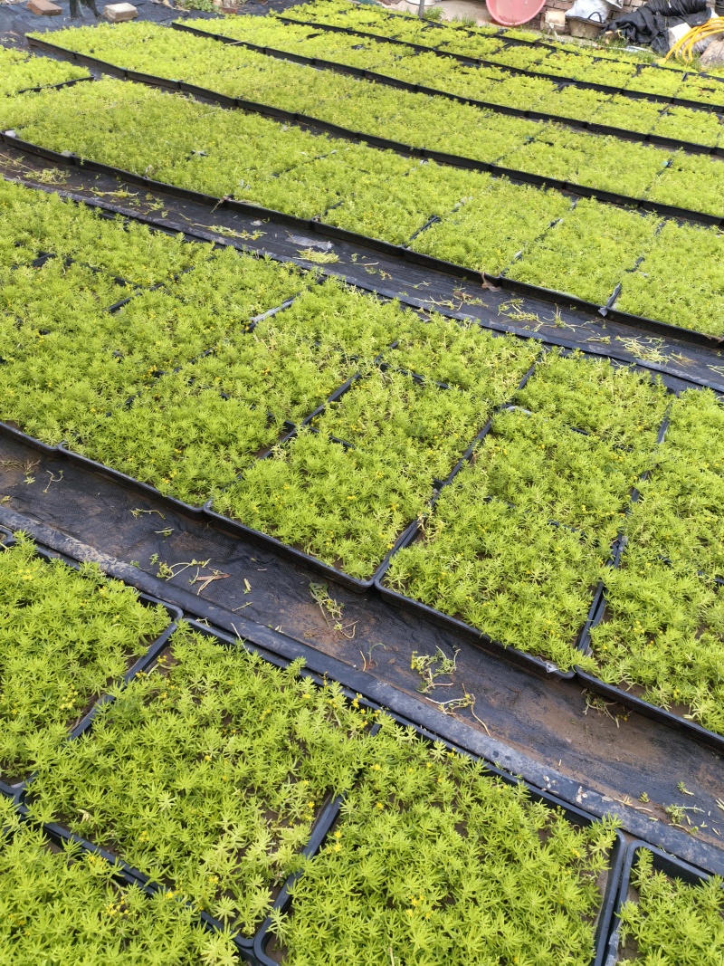 方盘佛甲草