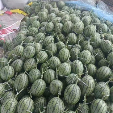 山东精品小糖丸西瓜大量上市品质保证量大从优一手货源