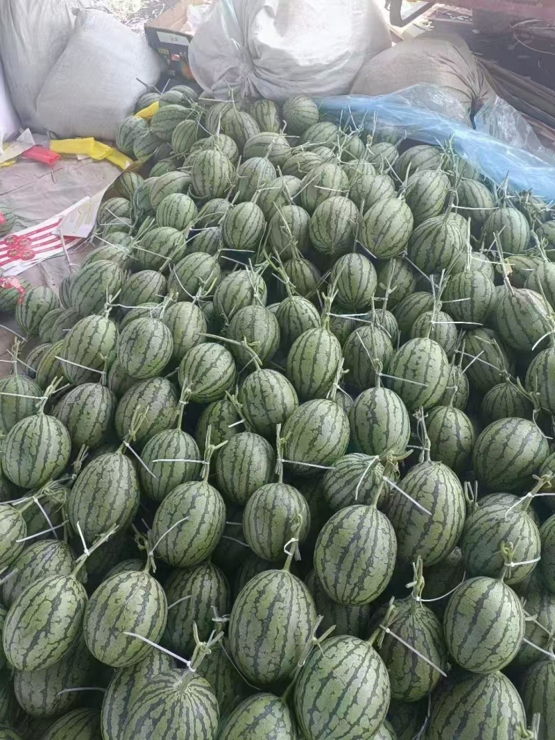 精品小糖丸西瓜大量上市品质保证量大从优一手货源