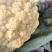 精品菜花，