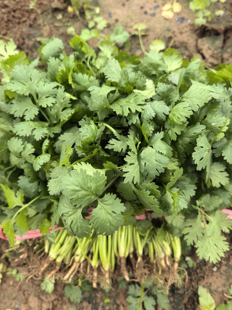 【实力优选】大叶香菜/辽宁大叶香菜/精选香菜/量大价美