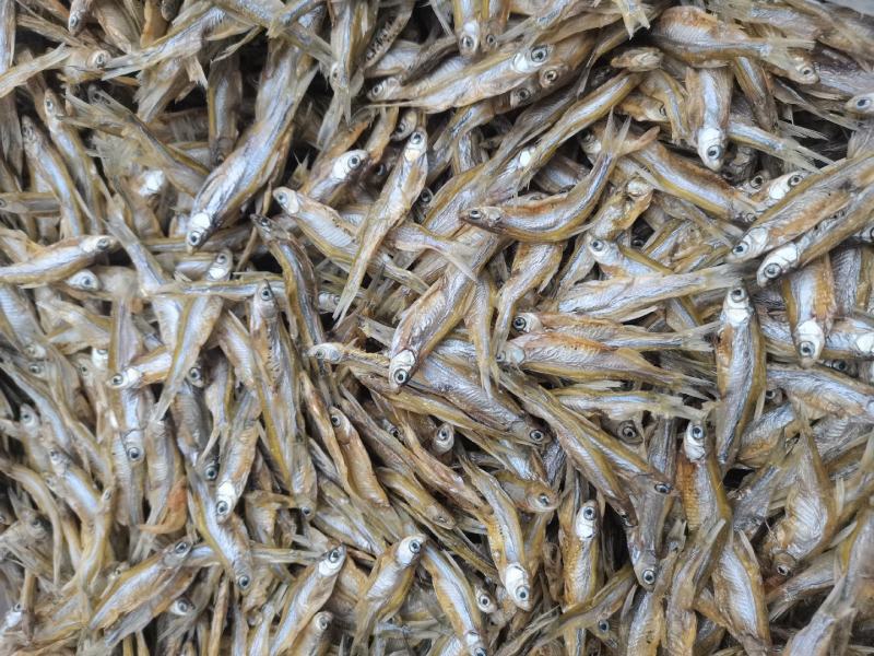 猫粮/猫鱼/猫食/小白条/干货/鱼干/小鱼/9-10层干