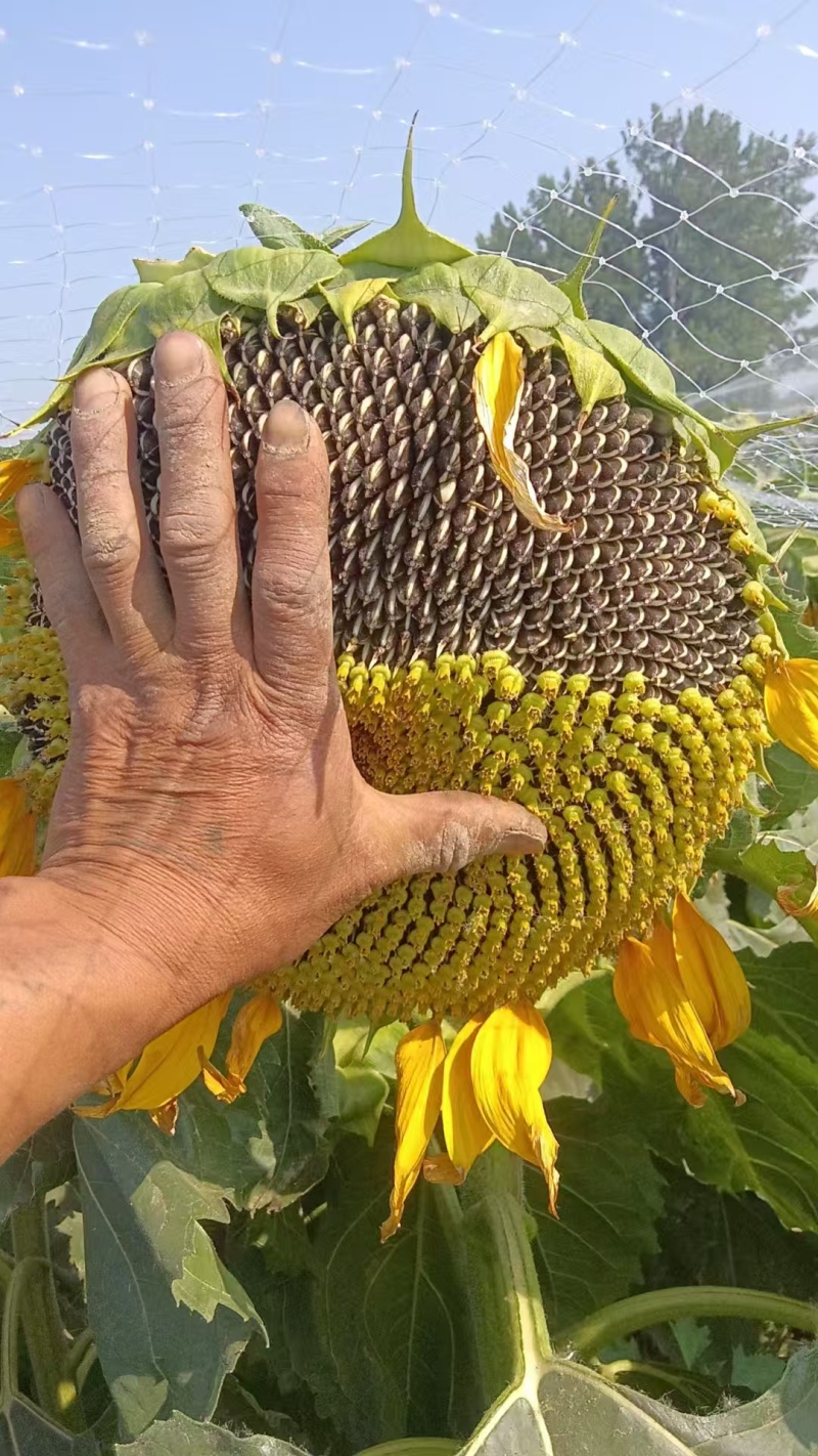向日葵葵花