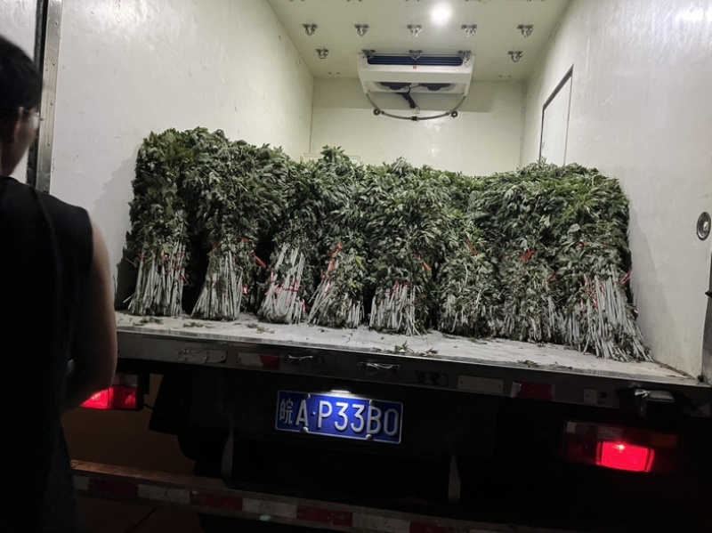 自家种植的20亩艾草批发，价格优惠2元斤干货，量大从优