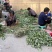自家种植的20亩艾草批发，价格优惠2元斤干货，量大从优
