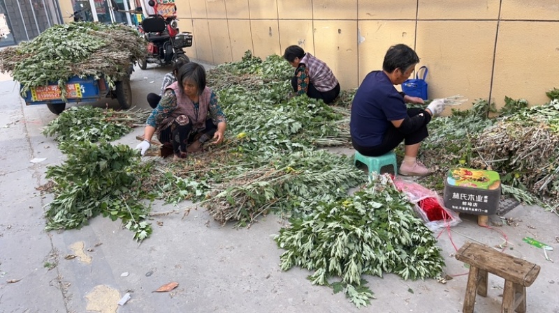 自家种植的20亩艾草批发，价格优惠2元斤干货，量大从优