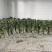 自家种植的20亩艾草批发，价格优惠2元斤干货，量大从优