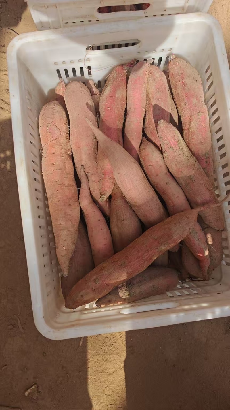 户县精品板栗红薯现挖现发质量保证，欢迎大家选购