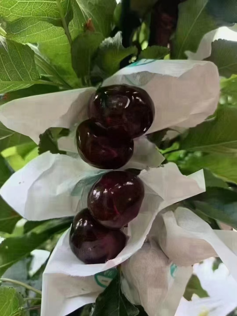 车厘子四川车厘子大樱桃，大量现货供应，规格齐全，价格可谈