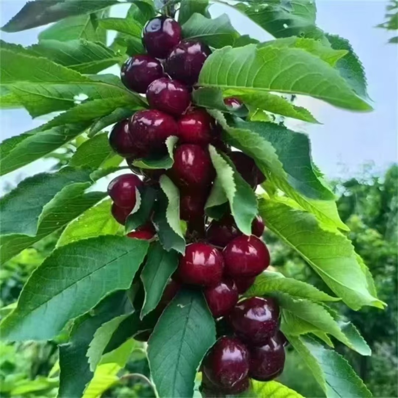 车厘子四川车厘子大樱桃，大量现货供应，规格齐全，价格可谈
