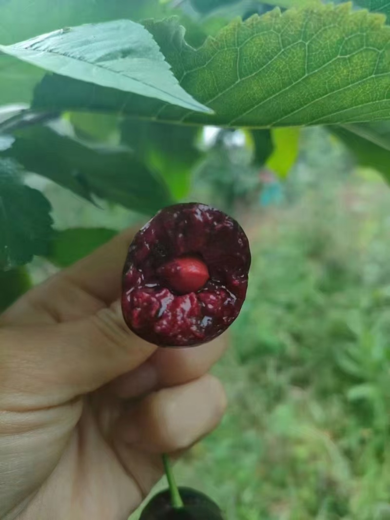 车厘子四川车厘子大樱桃，大量现货供应，规格齐全，价格可谈